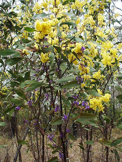 Acacia implexa flora ALA source