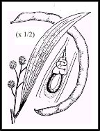 Acacia implexa (outline)