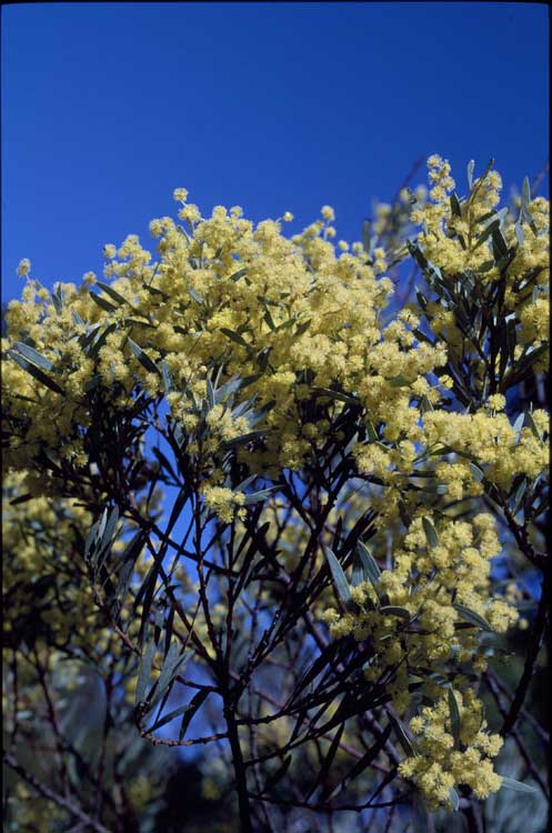 Acacia kettlewelliae flora ALA source