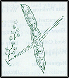 Acacia kettlewelliae (outline)