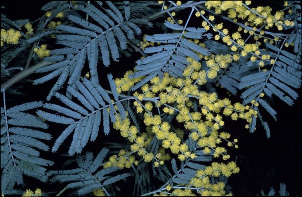 Acacia leucoclada flora ALA source