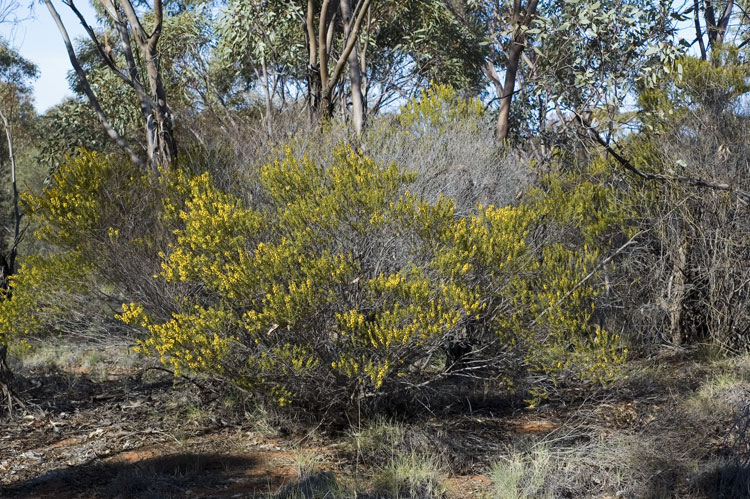 Acacia lineata flora ALA source