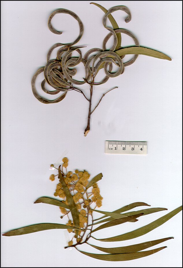 Acacia melanoxylon (base)