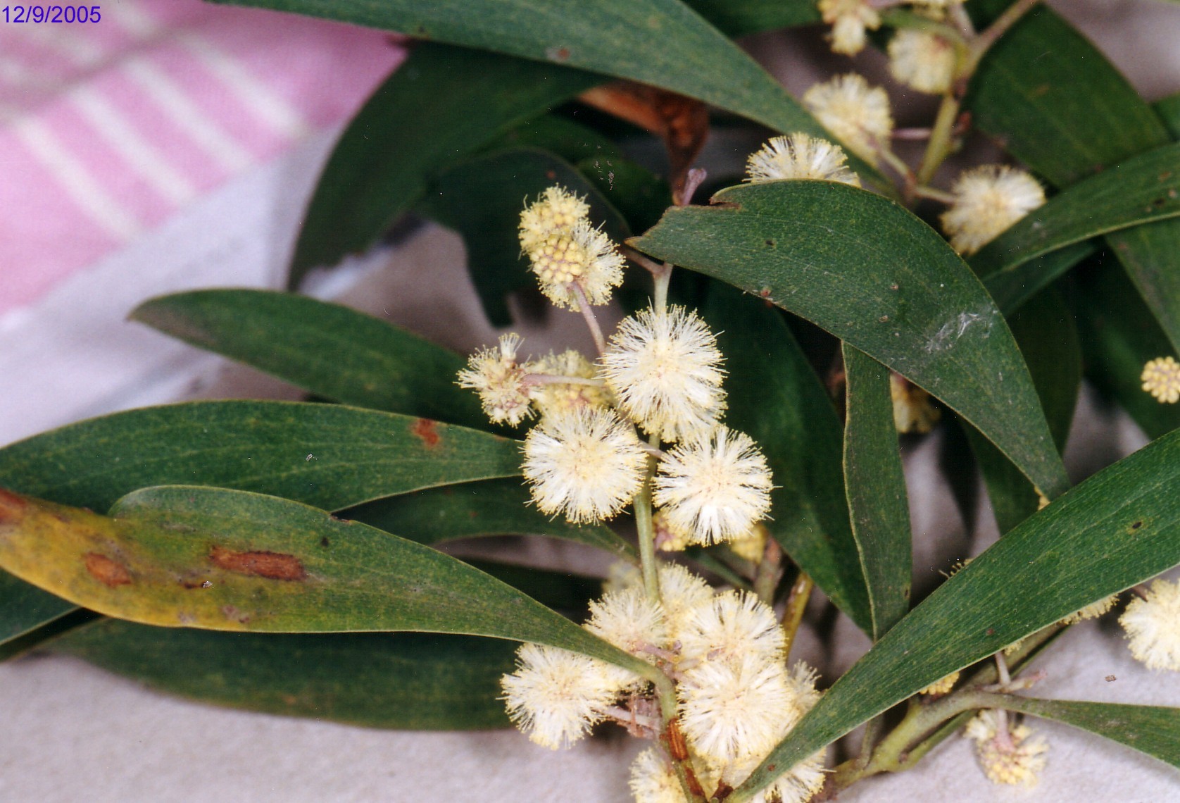 Acacia melanoxylon flora ALA source