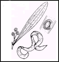 Acacia melanoxylon (outline)