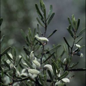 Acacia montana flora ALA source