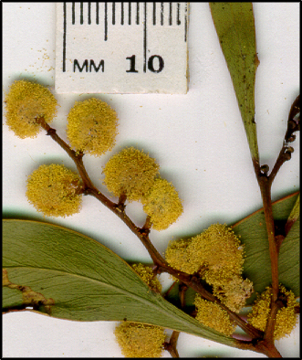 Acacia pycnantha (f) | WT Landcare Flora Index