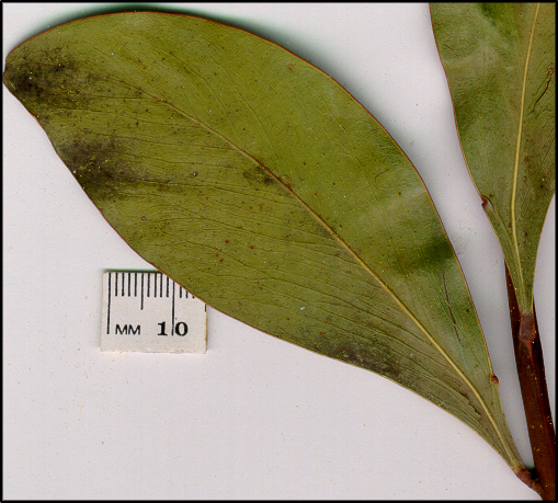 Acacia pycnantha (l) | WT Landcare Flora Index