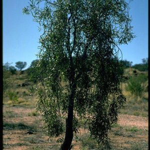 Acacia salicina flora ALA source