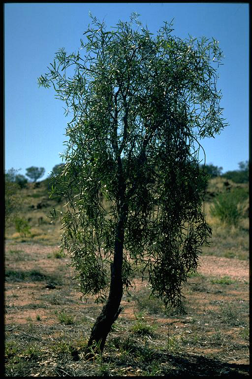 Acacia salicina flora ALA source