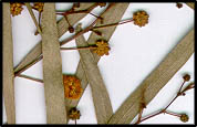 Acacia salicina (lq)