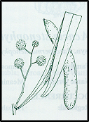 Acacia salicina (outline)