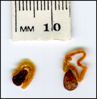 Acacia salicina (s)