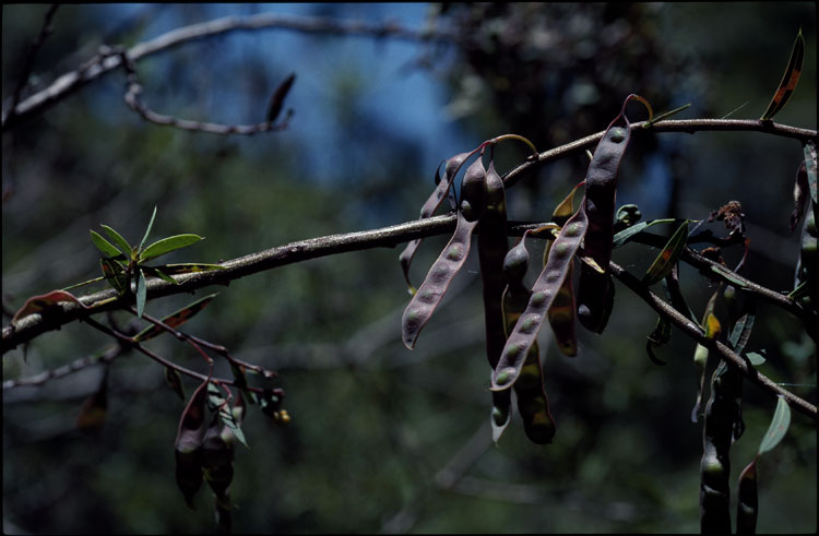 Acacia siculiformis flora ALA source