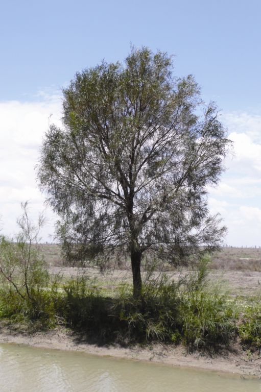 Acacia stenophylla flora ALA source