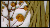 Acacia stenophylla (lq)