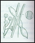 Acacia stenophylla (outline)