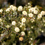 Acacia ulicifolia flora ALA source