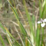 Arthropodium milleflorum flora ALA source