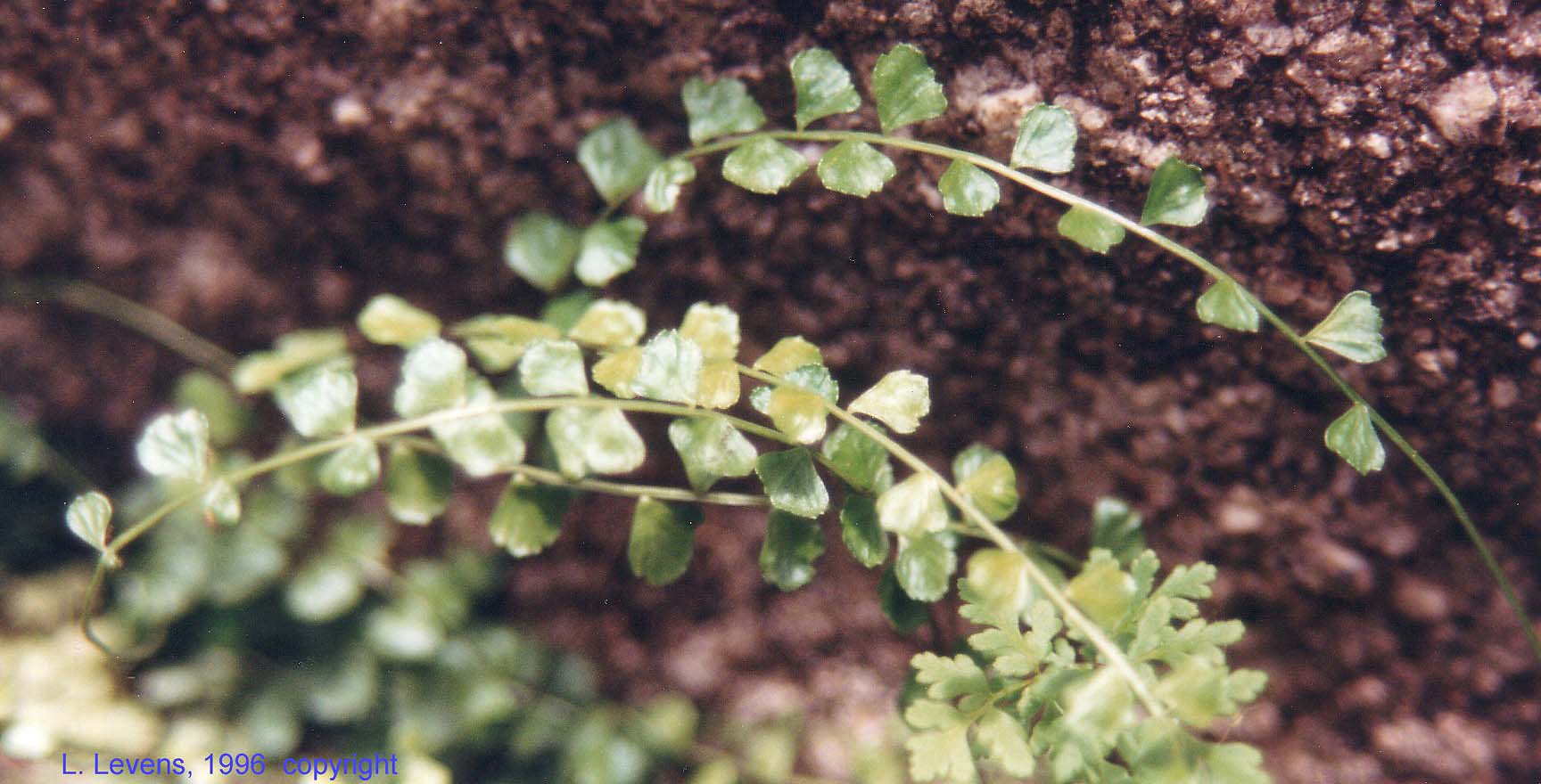Asplenium flabellifolium flora ALA source