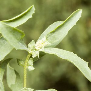 Atriplex semibaccata flora ALA source