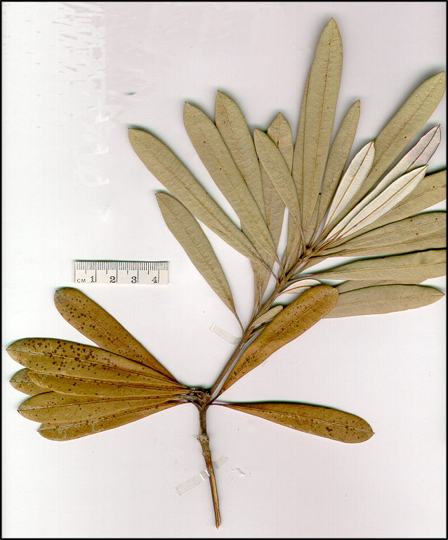 Banksia integrifolia (base)