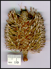Banksia integrifolia (f)