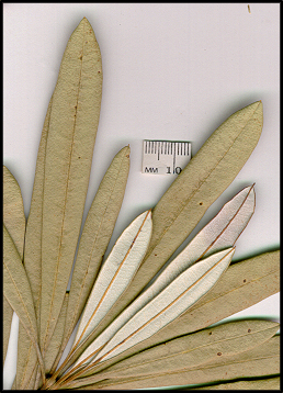 Banksia integrifolia (l)