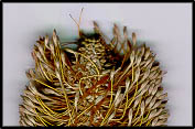 Banksia integrifolia (lq)