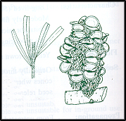 Banksia marginata (outline)