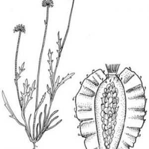 Brachyscome papillosa flora ALA source