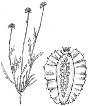 Brachyscome papillosa flora ALA source