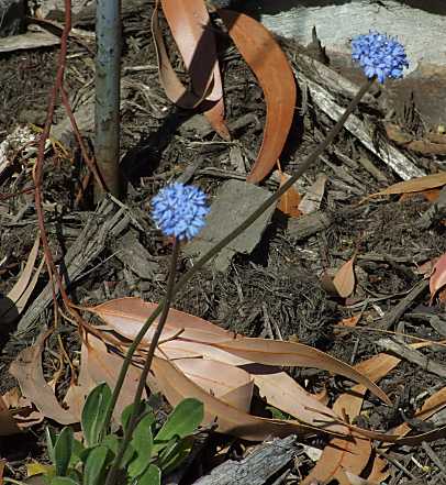 Brunonia australis flora ALA source