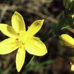 Bulbine bulbosa flora ALA source
