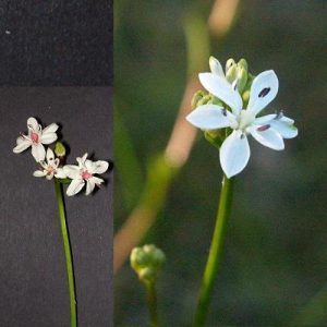 Burchardia umbellata flora ALA source
