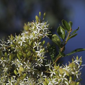 Bursaria spinosa flora ALA source