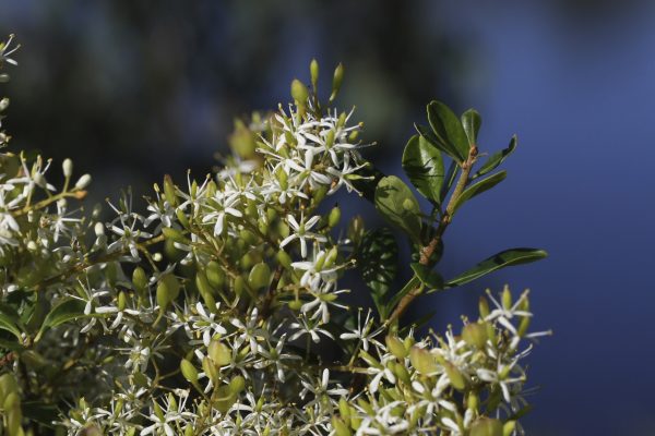 Bursaria spinosa flora ALA source