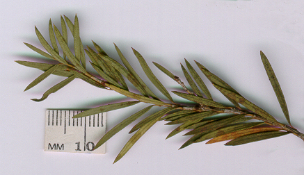 Callistemon sieberi (l) | WT Landcare Flora Index