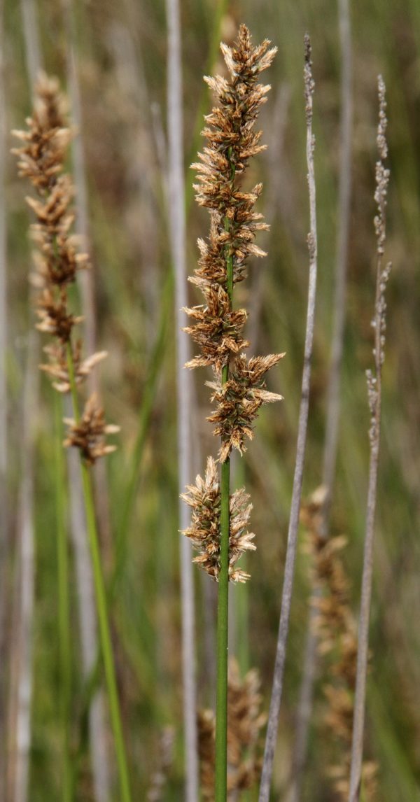 Carex tereticaulis flora ALA source