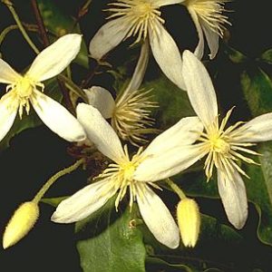 Clematis aristata flora ALA source