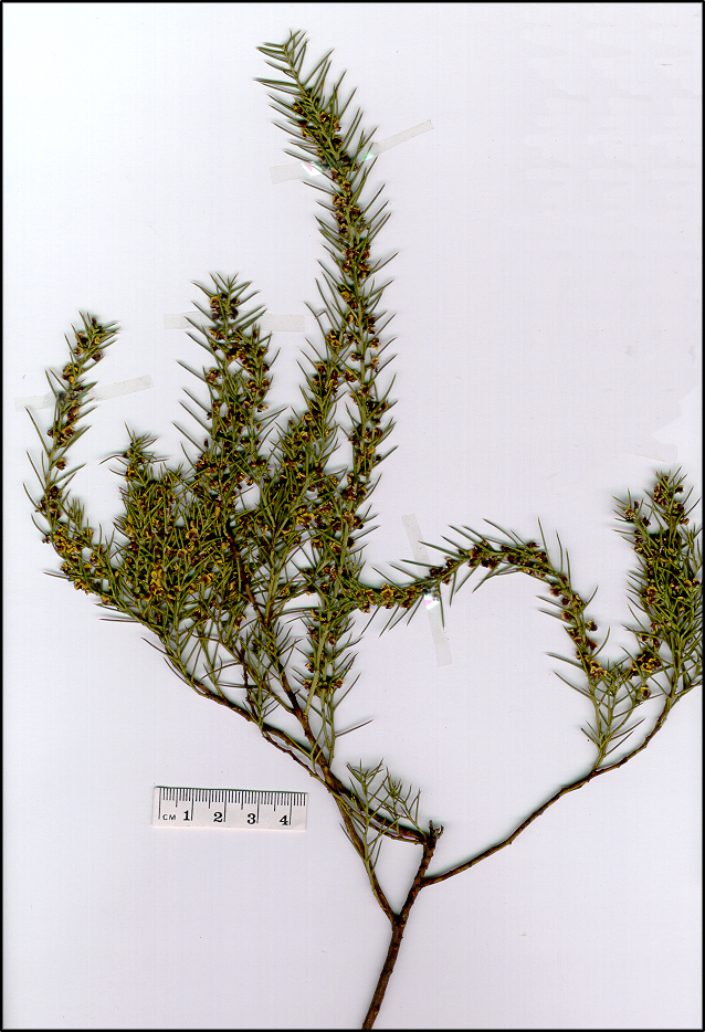 Daviesia genistifolia (base)