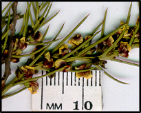 Daviesia genistifolia (f)