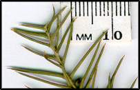 Daviesia genistifolia (l)