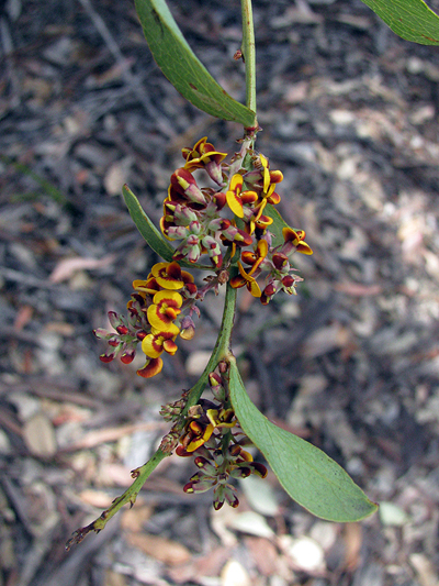 Daviesia latifolia flora ALA source