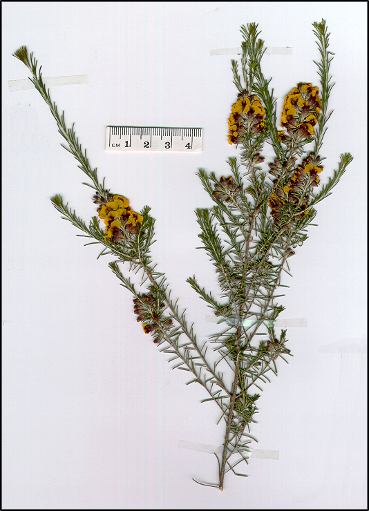 Dillwynia sericea (base)