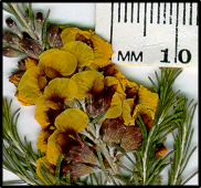 Dillwynia sericea (f)