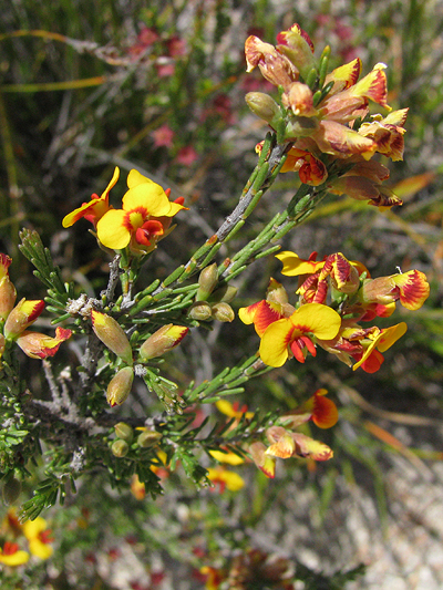 Dillwynia sericea flora ALA source