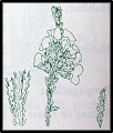 Dillwynia sericea (outline)