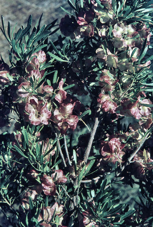 Dodonaea viscosa subsp angustissima flora ALA source
