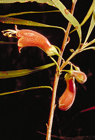 Eremophila longifolia flora ALA source